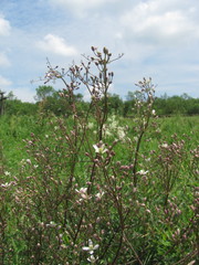 Clematis lathyrifolia