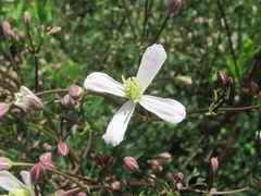 Clematis lathyrifolia