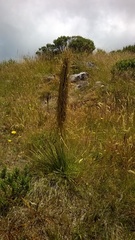 Aciphylla subflabellata