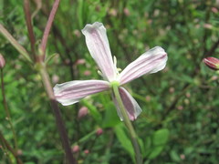 Clematis lathyrifolia