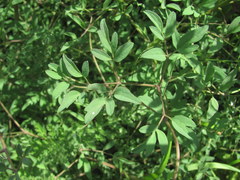 Clematis lathyrifolia