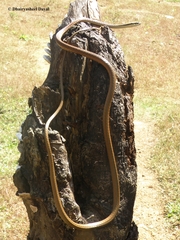 Dendrelaphis ashoki