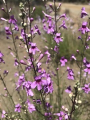 Penstemon thurberi