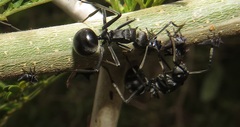 Polyrhachis gagates