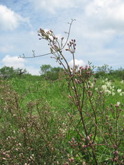 Clematis lathyrifolia