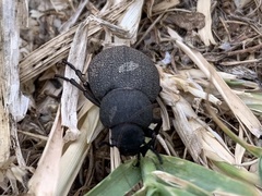 Phymatiotris quadricollis