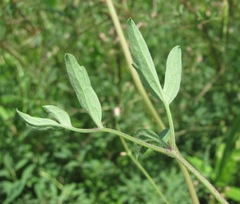 Clematis lathyrifolia