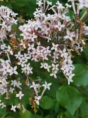 Syringa meyeri
