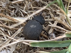 Phymatiotris quadricollis