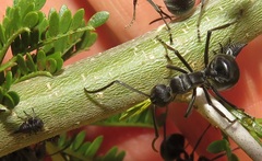 Polyrhachis gagates