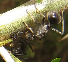 Polyrhachis gagates