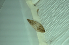 Petrophora subaequaria