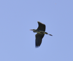 Ardea cinerea