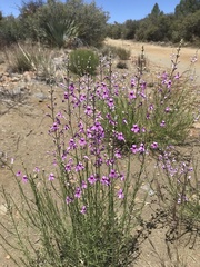 Penstemon thurberi
