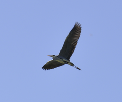 Ardea cinerea