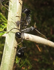 Polyrhachis gagates