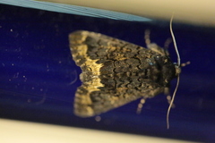 Catephia alchymista