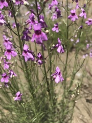 Penstemon thurberi