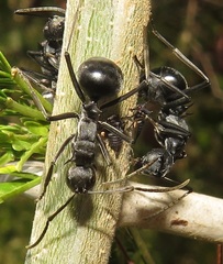 Polyrhachis gagates