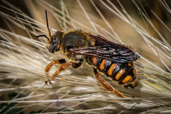 Rhodanthidium siculum