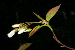 Amelanchier laevis