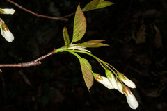 Amelanchier laevis