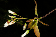 Amelanchier laevis