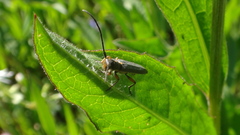 Phytoecia icterica