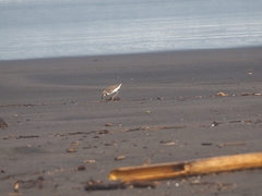 Charadrius javanicus