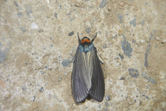 Macrobrochis staudingeri