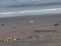 Charadrius javanicus