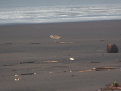 Charadrius javanicus