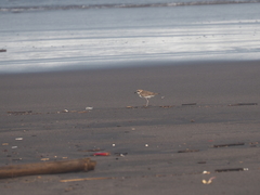 Charadrius javanicus