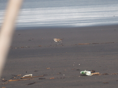Charadrius javanicus
