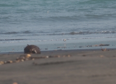 Charadrius javanicus