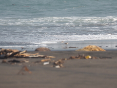 Charadrius javanicus