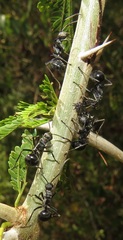 Polyrhachis gagates