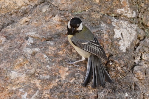 Great Tit (Parus major) · iNaturalist