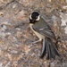 Southern European Great Tit - Photo (c) congonaturalist, some rights reserved (CC BY-NC), uploaded by congonaturalist