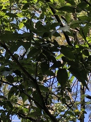 Handroanthus heptaphyllus