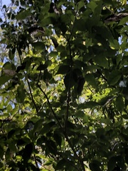 Handroanthus heptaphyllus