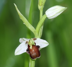 Ophrys apifera fulvofusca