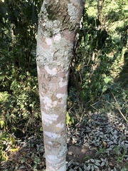 Handroanthus heptaphyllus