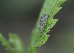 Polydrusus pilosus