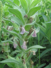 Ajuga laxmannii