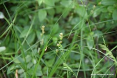 Carex divulsa divulsa