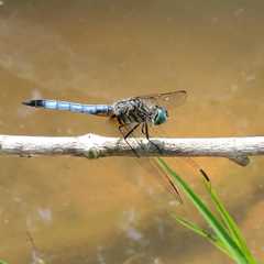 Pachydiplax longipennis