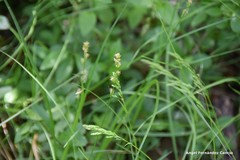 Carex divulsa divulsa