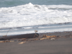 Charadrius javanicus