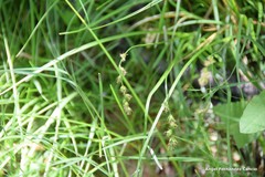 Carex divulsa divulsa